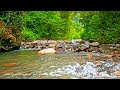 River Sounds Relaxing Music Relaxing Piano Forest Nature Sounds Bird Songs And Water Sounds River Sounds Relaxing Music Relaxing Piano Forest Nature Sounds Bird Songs And Water Sounds