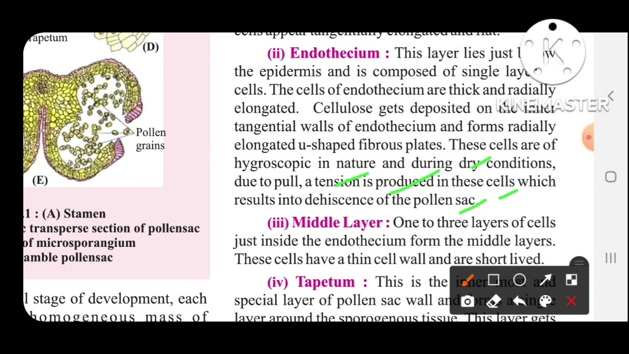 Microspore ll Microspore mother cell ll Microsporogenesis ll Tgt/pgt biology