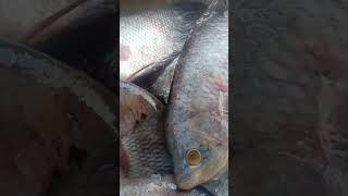 Ikan gurame bermata kuning cerah #shorts #gurame