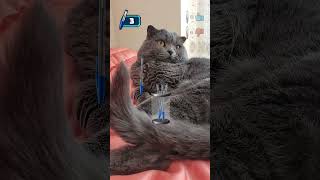 Zalim kuşların geleceği yok burada bari köle annemle kalem toplama oyununa devam edeyim😸