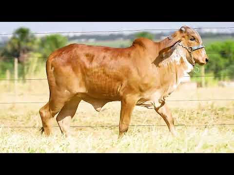 LOTE 07   FSPG 543