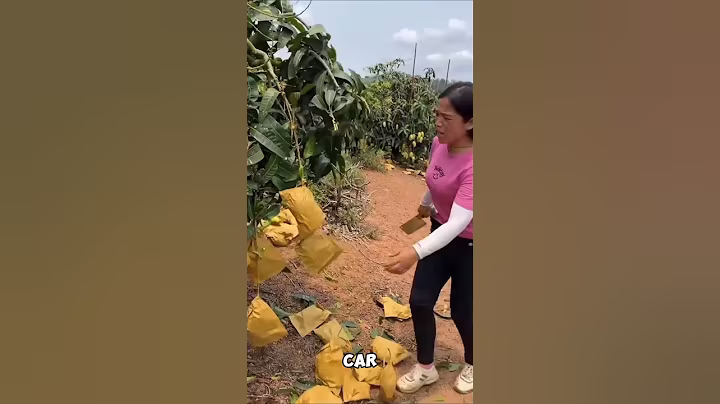 “The pitless Chinese mango that shocks the world”