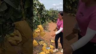La Mangue Chinoise Sans Noyau Qui Choque Le Monde