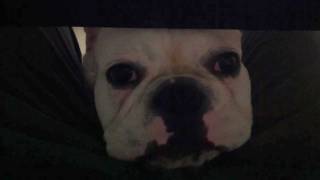 French Bulldog Begging For Food Under The Table