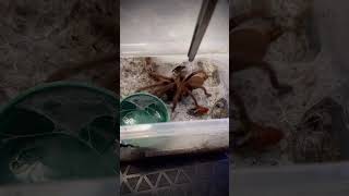 Indian Violet Earth Tiger Tarantula Feeding Chilobrachys Sp Violet