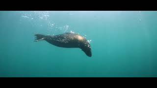 The Most Beautiful Free Diving In The World