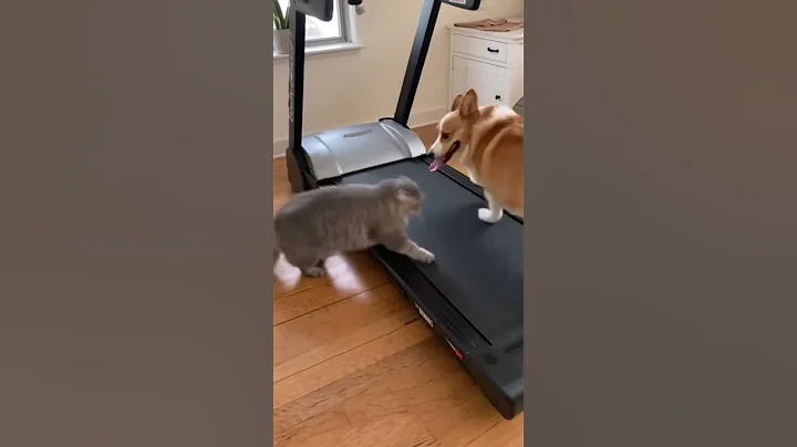 Watch the video about Gym Day Gone Wrong! Cat Joins Corgi on the Treadmill!