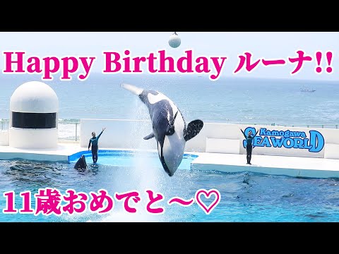 祝 11歳!!」Happy Birthday ルーナ!! 鴨川シーワールド シャチ