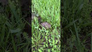 Lady Rescues Turtle Crossing Highway