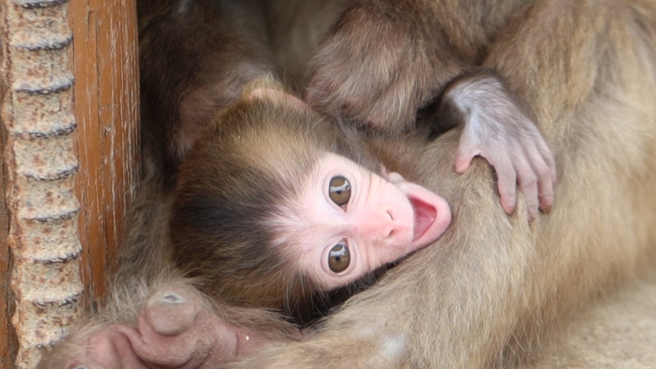 Невероятное Счастье Улыбка Детёныша Обезьяны Тронет Ваше Сердце / monpai monyet baby bibi monkey