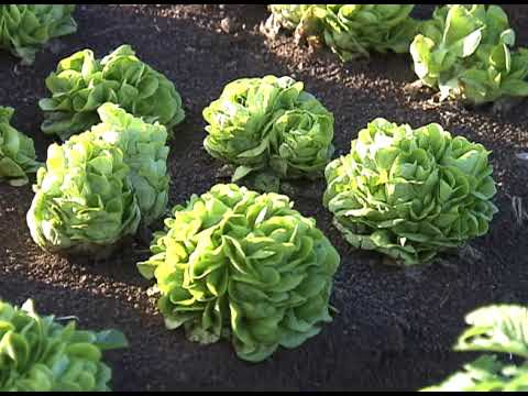 🌱Produção de leite sustentável, orgânico e não alergênico