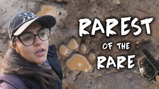 Found Rarest of the Rare, FOREST OWLET at Melghat Tiger Reserve | ATR DAILY VLOG - 60