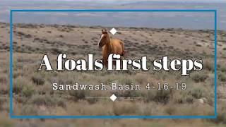Wind Dancers first steps. Sandwash Basin foal learns to walk and nurse.