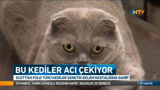 Acı Çeken Kediler Scottish Fold (Atakent Veteriner)