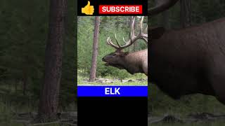 Bull Elk || Bull Elk bugling || #shorts #bullelk #trending #viral