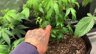Growing big I told you so🧬🧬🌱🪴🌿🔥🔥￼