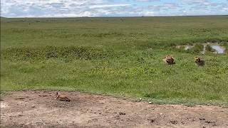 Furious lioness fiercely protects her cubs