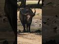 TBR Travels | Water Buffalo at Lazy 5 Ranch in Mooresville, NC #zoo #tbrtravels #waterbuffalo