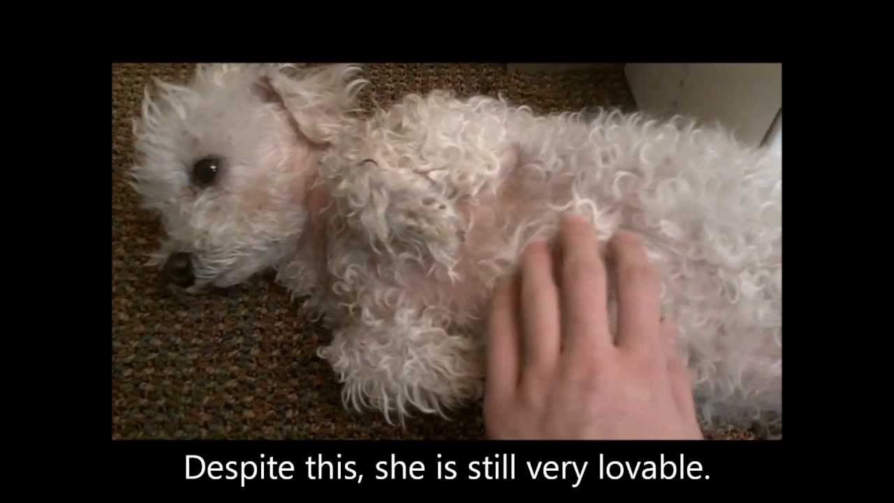 Sacramento County Animal Care Shelter Life