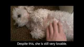 Sacramento County Animal Care Shelter Life