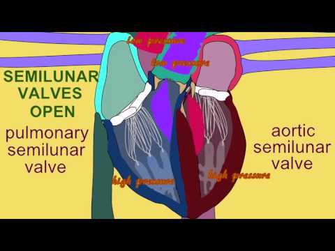 SEMILUNAR VALVES IN CARDIAC CYCLE