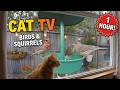 Relaxing Cat TV: 1 Hour Bird Feeder &amp; Squirrels Video with Calming Piano