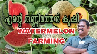 Watermelon and sweet melon farming എന്റെ തണ്ണിമത്തൻ കൃഷിയും മാവു നടലും