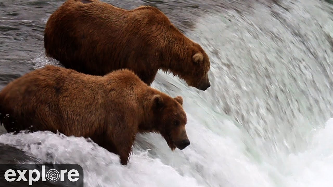 Brooks Falls - Katmai National Park, Alaska 2022 powered by EXPLORE.org