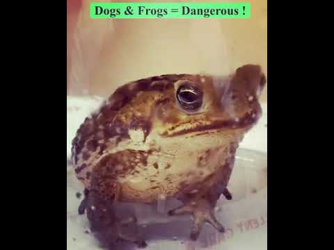 Video: Wie man einen Hund rettet, der vom Bufo Marinus-Frosch (Rohrkröte) vergiftet wurde