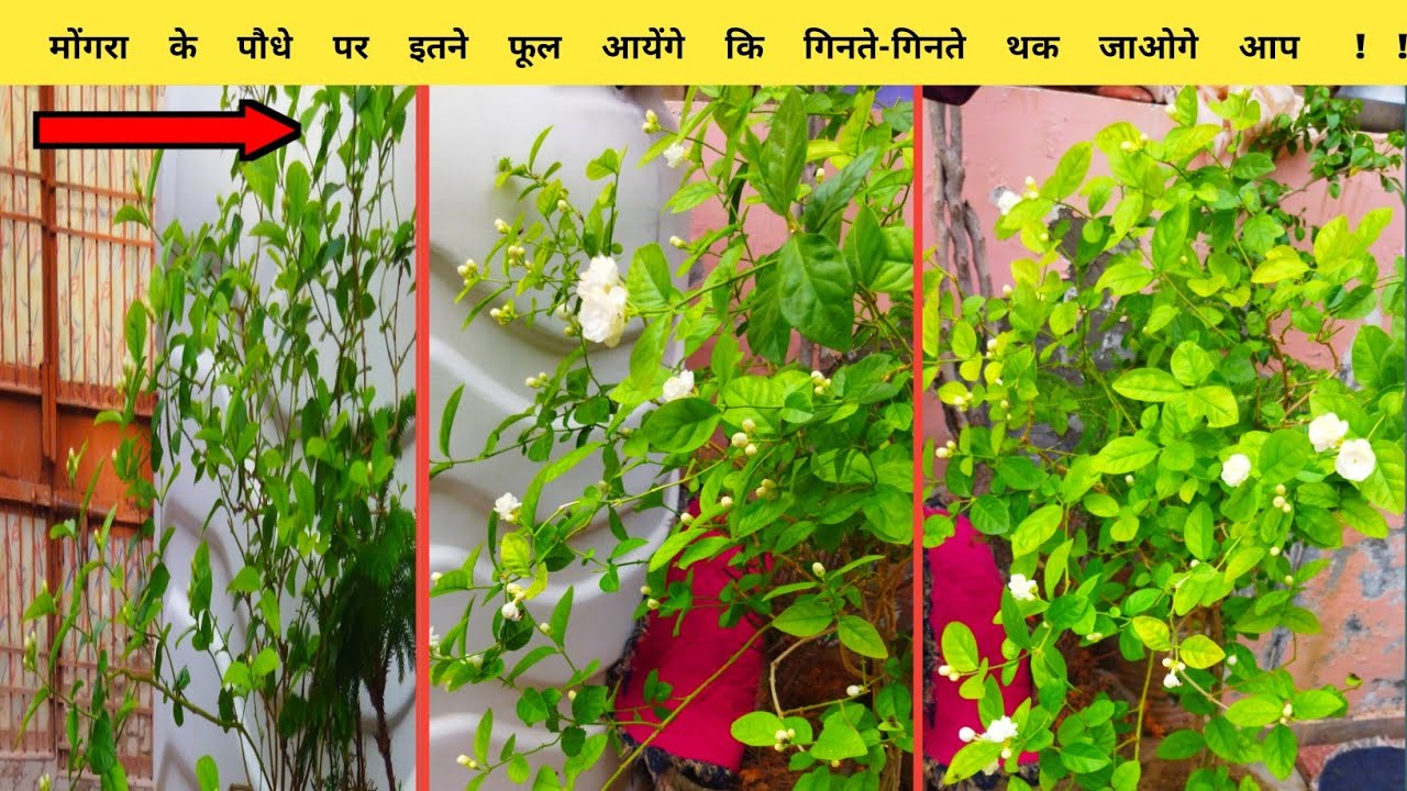 5 टिप्स मोगरा के लिए/How to Get More Flowers On Mongra Plant/Mogra care