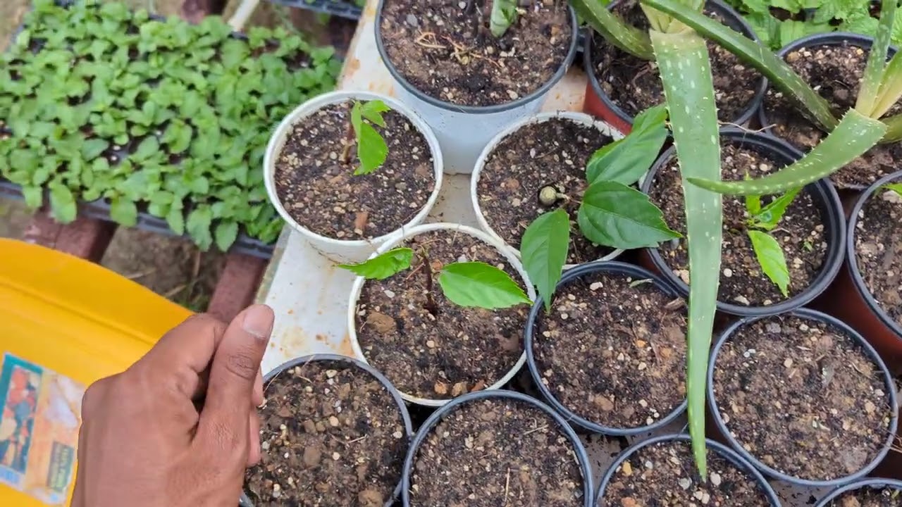 How to Propagate Hibiscus in Trinidad & Tobago 🇹🇹 | Easy Plant Propagation 