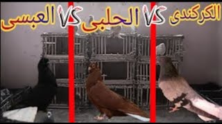 مقارنه بين الحمام العبسى والحلبى والكركندى من حيث الموصفات والاسعار والوانه