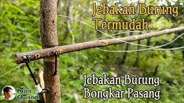 Jebakan Burung Dari Ranting  Kayu - Jebakan burung termudah