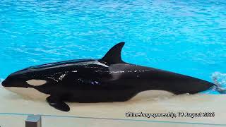 Chimelong spaceship Orca show 19/08/2026