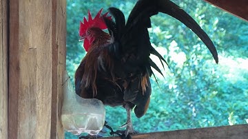 Qaib qus txuam qua zoo heev ไก่ป่าลูกผสมหมานๆและเสียงขันดีมากๆ