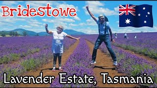 Bridestowe Lavender Estate | Tasmania