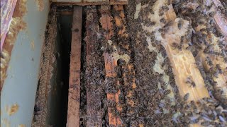 26.01.2024 Pierwsza Kontrola Pszczół W Tym Roku.