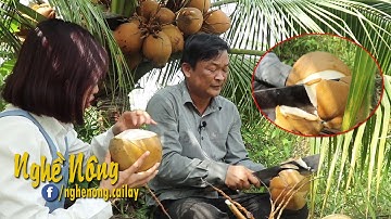 Cách chặt dừa khéo léo và đơn giản ở miền Tây