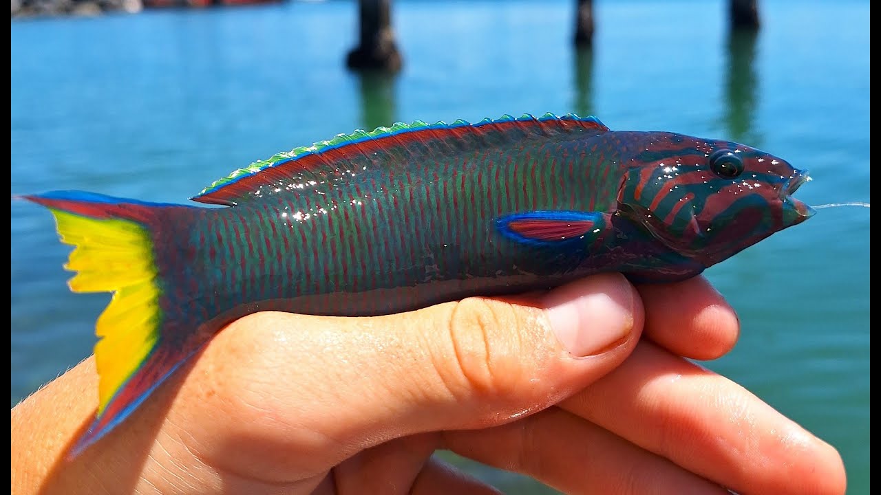 Multi Species Fishing Challenge | Marina Edition - YouTube