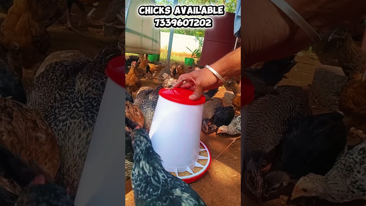 நாட்டுக்கோழி வளர்ப்பு || #shorts #trending #chicken #birds  #tamil #pets