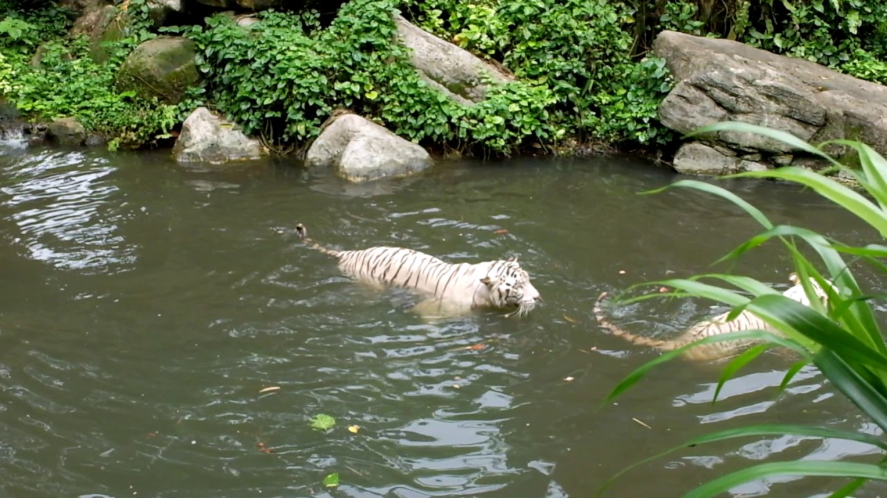 White Tigers Feeding - YouTube