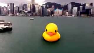 HK Rubber duck explosion