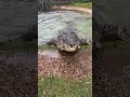 Feeding our giant croc 😳 🐊