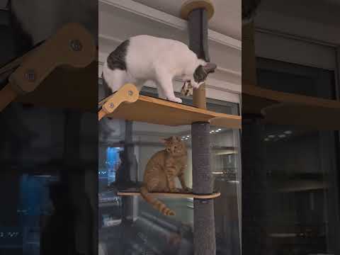 코알라 : "나 또 떨어져?" #냥냥펀치 #고양이 #cat