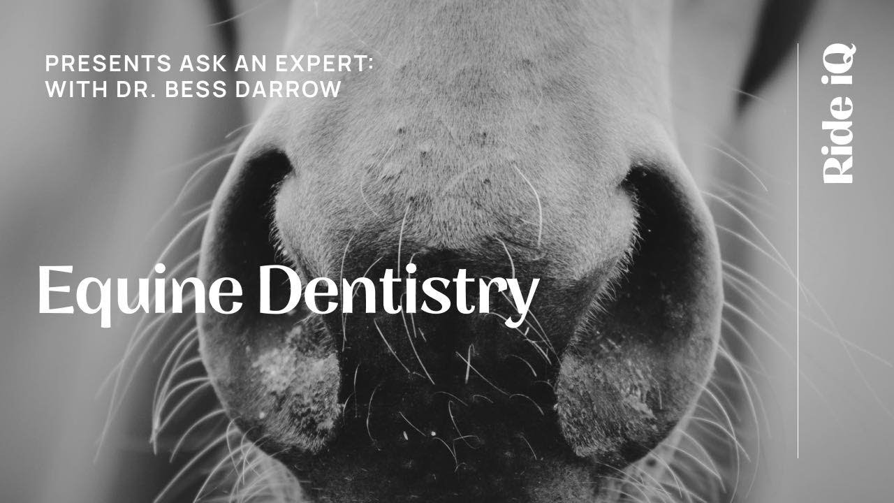 Ask an Expert with Dr. Bess Darrow Equine Dentistry YouTube