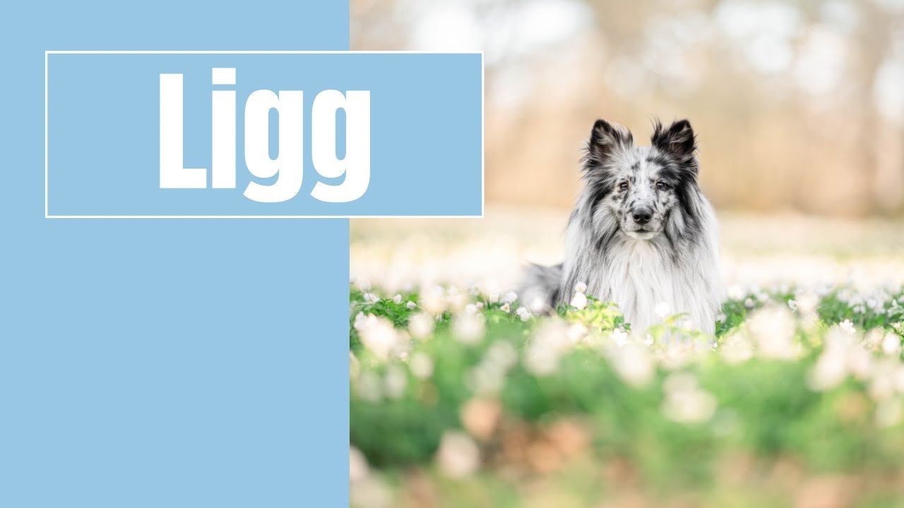 Lär hunden ligg