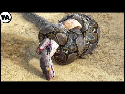 Vidéo: Est-ce que les serpents vipères mangent ?