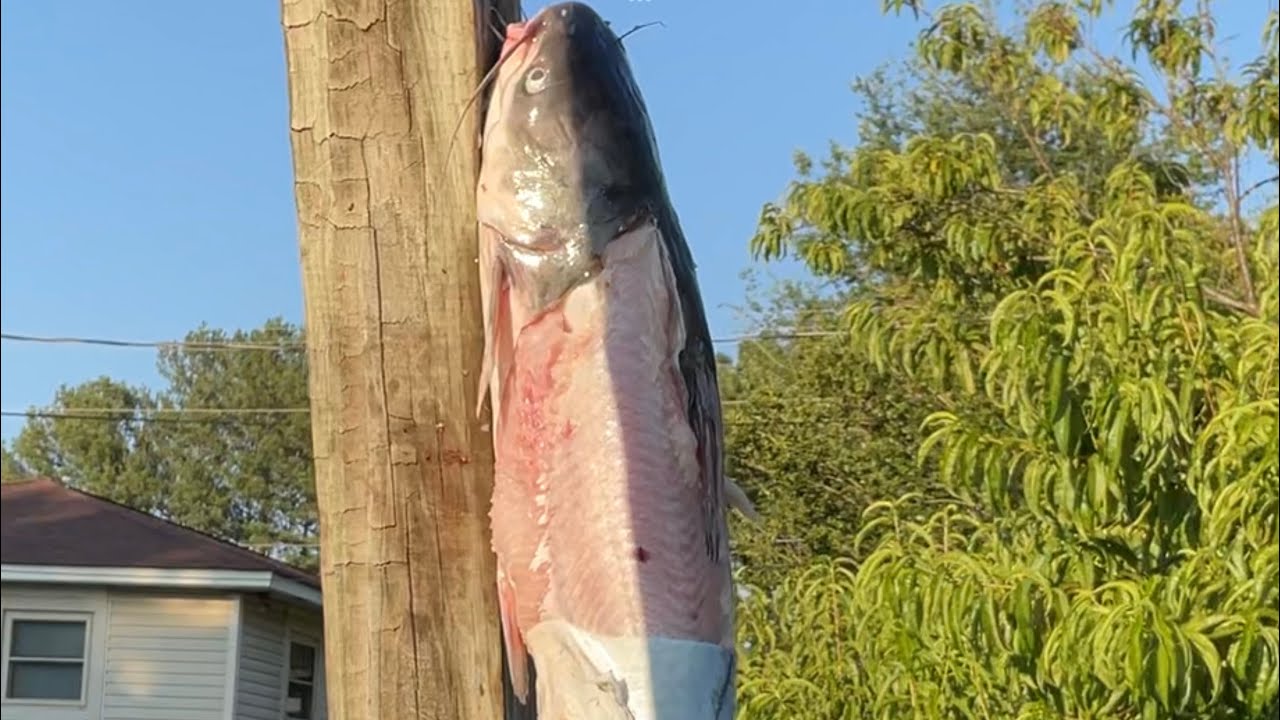 How to gut a catfish YouTube