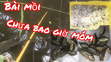 Bài Mồi Câu Cá Rô Đồng Chưa Bao Giờ Móm / Yêu Lắm Miền Tây