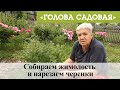 Голова садовая - Собираем жимолость и нарезаем черенки